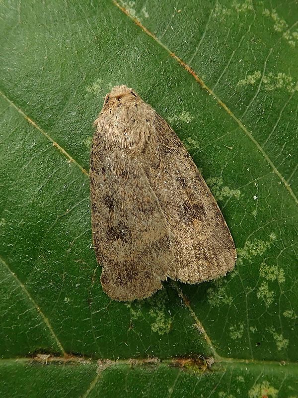 Noctuidae: Caradrina morpheus da confermare